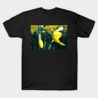 Daffodils Flower Buds unfurling T-Shirt